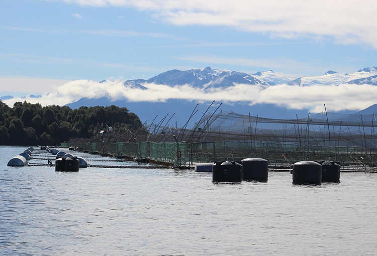 Denuncian 95 casos de sobreproducción de salmones en reservas nacionales sin sanción de la SMA