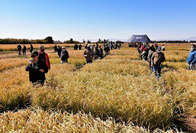 Trabajan para reducir en un 50% el agua utilizada en el cultivo de arroz 