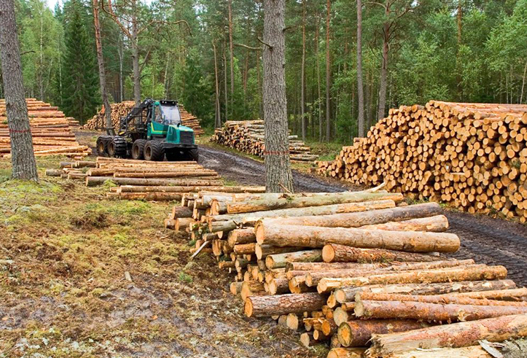 COP26: más de 100 líderes mundiales se comprometen a terminar con la deforestación en 2030 