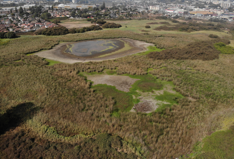 Ministerio del Medio Ambiente pondrá bajo protección dos nuevos humedales urbanos en el Biobío