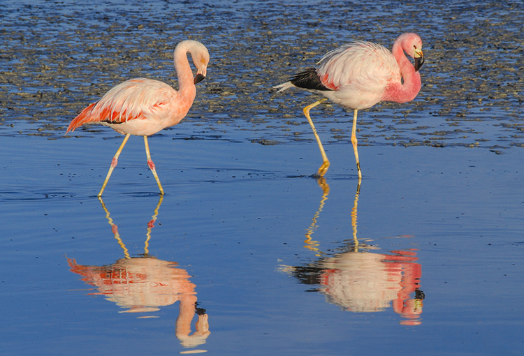 Aseguran que cambio climático y minería del litio han impactado población de flamencos en Chile