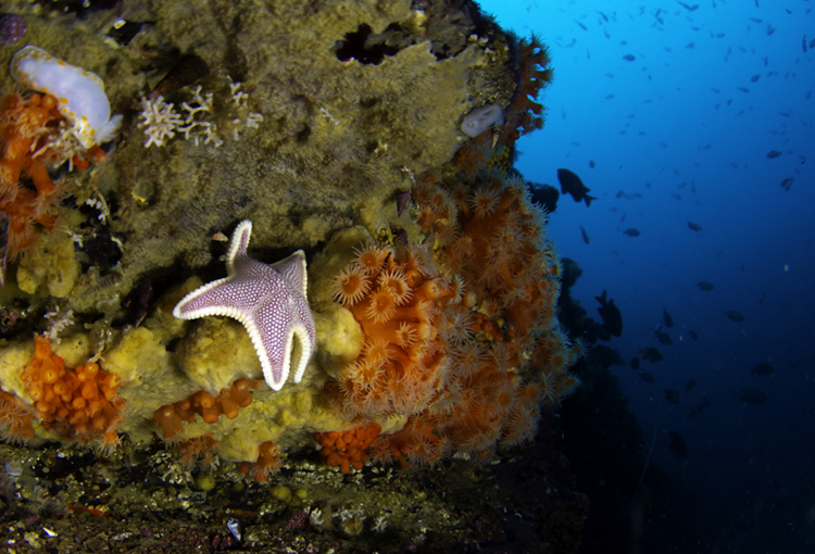 Ministros amplían el área marina costera protegida de múltiples usos Archipiélago de Humboldt