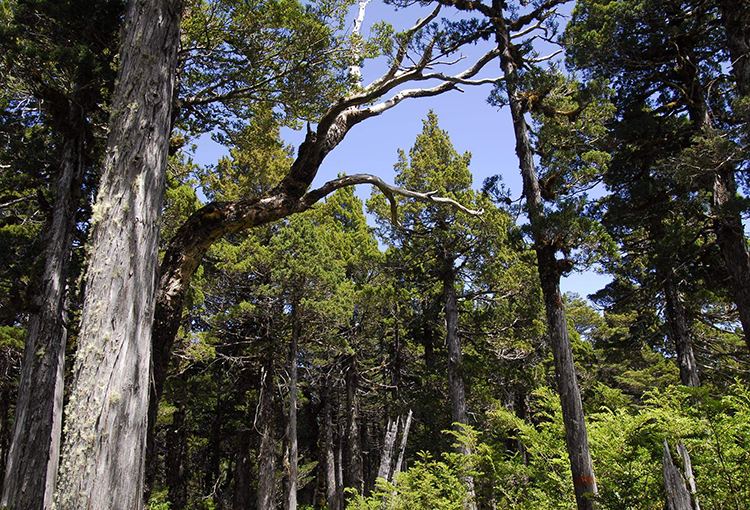 Impulsan restauración en Parque Nacional Alerce Costero para combatir el cambio climático