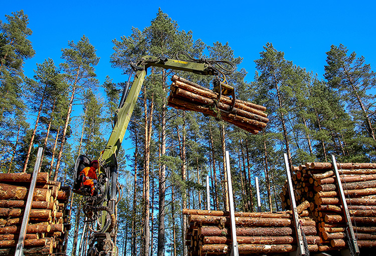 Industria forestal chilena toma ventaja ante próxima exigencia europea de deforestación cero