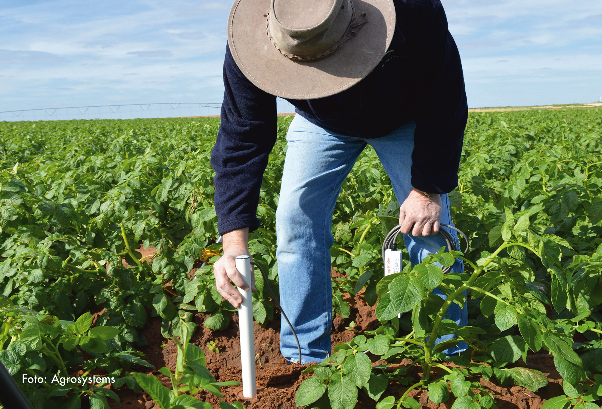 ¿Cuándo y cuánto regar?
