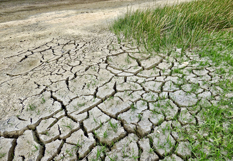 Bioformulación en polvo busca recuperar suelos contaminados con metales pesados