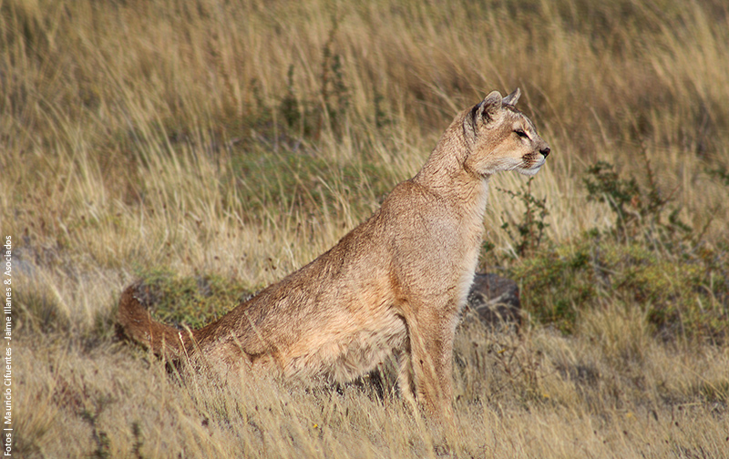 La Fauna de Chile