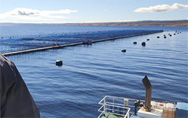 Exigen terminar con cultivo de salmones en lago Llanquihue por su alto impacto socio ambiental