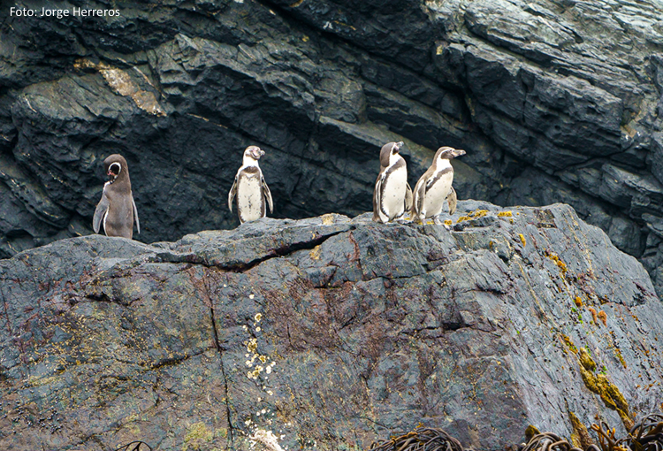 Ministros aprueban norma más estricta para el NO2 y plan para proteger al pingüino de Humboldt