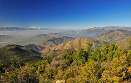 Estudio revela alto impacto de la megasequía en los bosques esclerófilos y templados de Chile