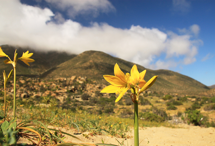 Instruyen a proyectos de ERNC la adopción de medidas preventivas ante desierto florido