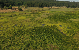 Oficializan protección de dos nuevos humedales urbanos en el Biobío: ya suman 25 en la región