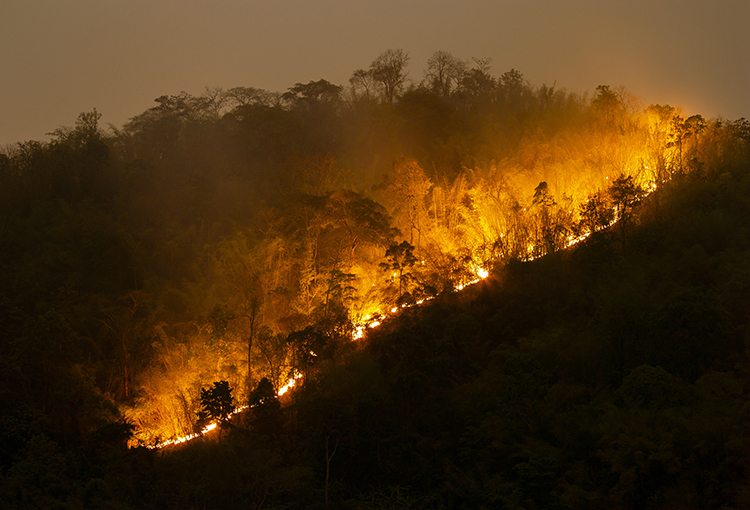 El desolador panorama de los incendios forestales en las regiones del Biobío y Ñuble