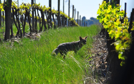 Bosques, zorros y microorganismos ayudan a proteger al vino chileno del cambio climático
