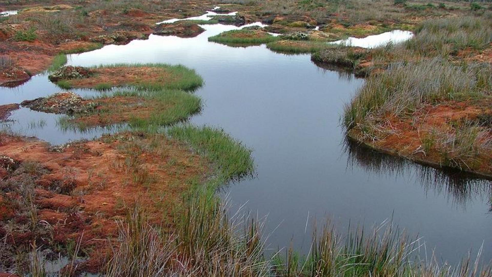 Primer plano de musgo sphagnum, turba y musgo quacker. comúnmente  encontrado en suelos húmedos en los trópicos.