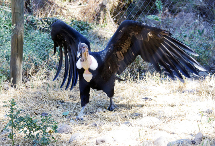 MMA lanzó concurso para reforzar el rescate de fauna silvestre afectada por incendios forestales