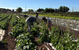 Desarrollan innovador sistema de microencapsulación para potenciar la agricultura sostenible