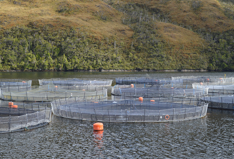 ONGs critican "perdonazo" del Tercer Tribunal Ambiental a salmonera Nova Austral