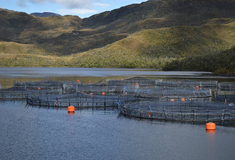 SMA hace notificación masiva a centros de engorda de salmones para evitar sobreproducción