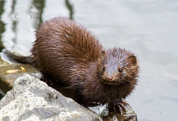 Siete especies invasoras generan pérdidas de al menos US$87 millones anuales en Chile