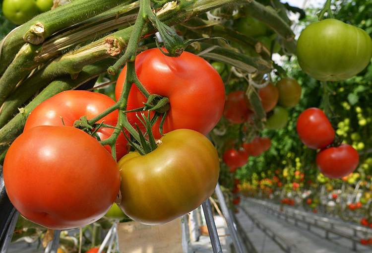 Científicos avanzan en “súper biocompuesto” para que plantas resistan la sequía 