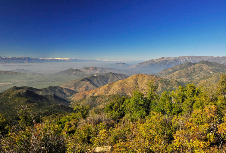 Estudio revela alto impacto de la megasequía en los bosques esclerófilos y templados de Chile