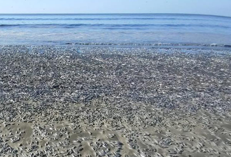 Confirman que mortandad de peces en Arauco fue causada por surgencia costera