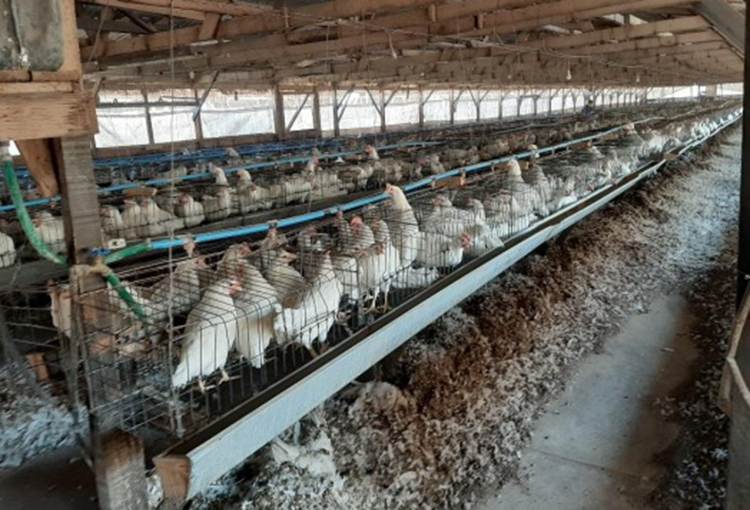 Inician proceso sancionatorio contra empresa avícola tras múltiples denuncias por malos olores