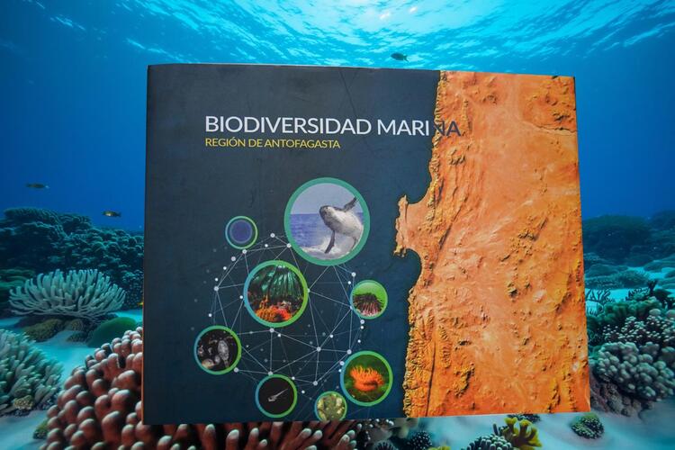Región de Antofagasta: presentan estudio sobre la biodiversidad marina y presencia de metales