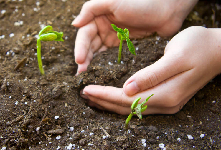 Abogan por un mayor uso de bioinsumos para una agricultura más sustentable