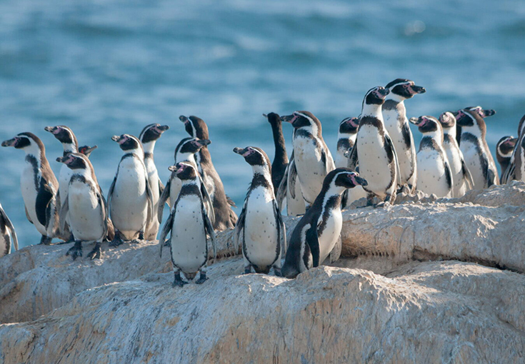 Ministerio del Medio Ambiente abre fondo de $110 millones para censo nacional del pingüino de Humboldt