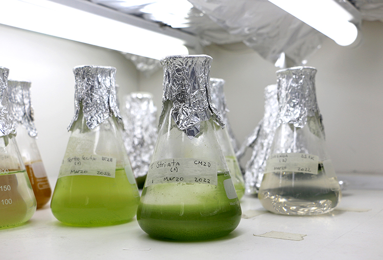 Realizan pruebas con microalgas para eliminar paracetamol y losartán detectados en aguas