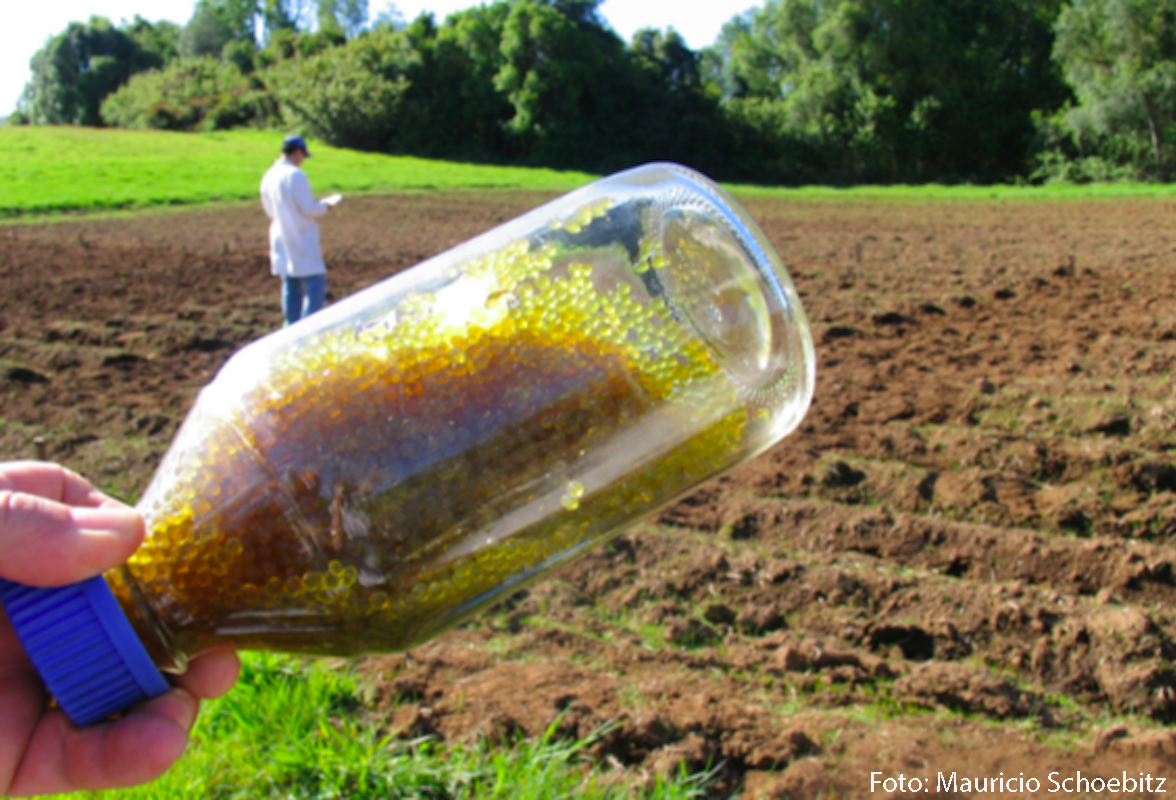 Cápsulas con bacterias e hidrogel ayudarían a mitigar crisis hídrica en la agricultura