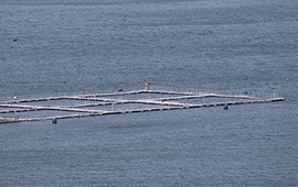 Denuncian que salmonera AquaChile produce miles de toneladas sin permiso ambiental en áreas protegidas