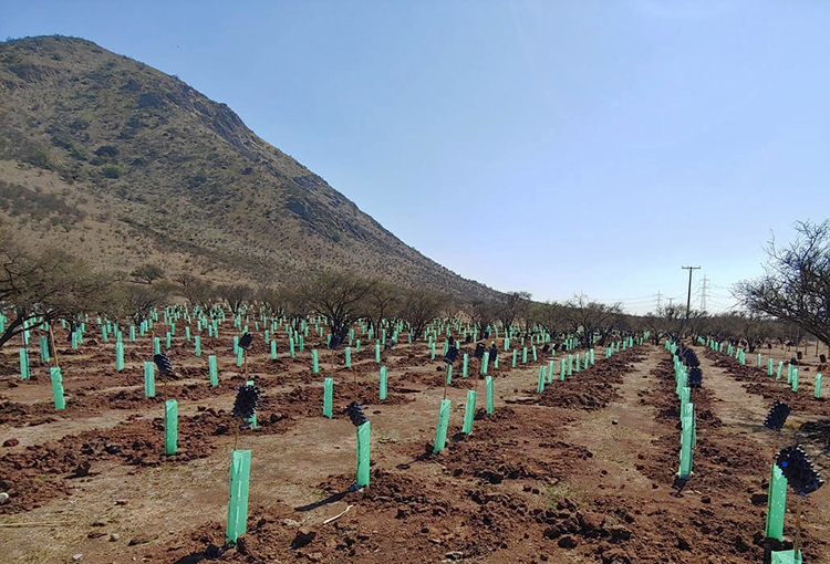 Ecotecnologías aportan a la restauración de especies nativas en bosques incendiados