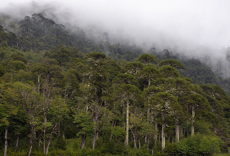 En el Día Mundial de los Bosques, Conaf destaca acciones para restaurar ecosistemas nativos