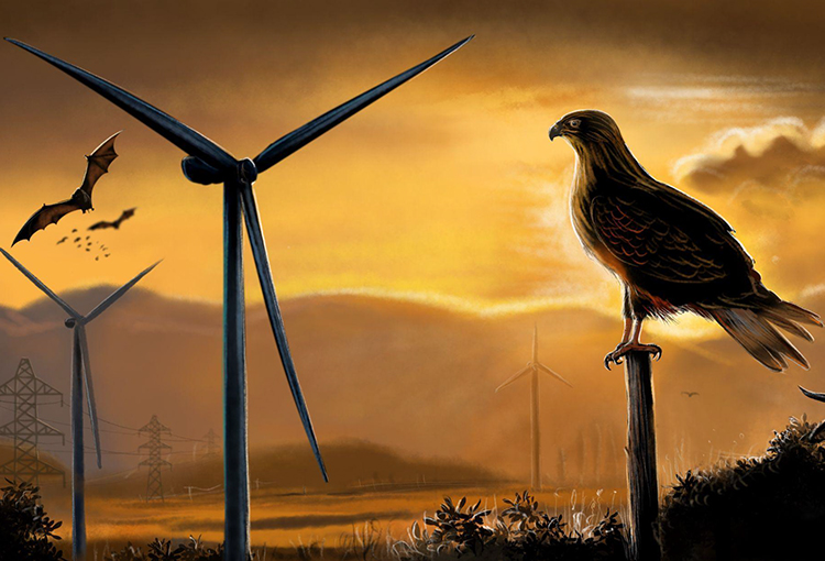 Nuevo estudio entrega criterios para proteger aves y murciélagos en proyectos energéticos