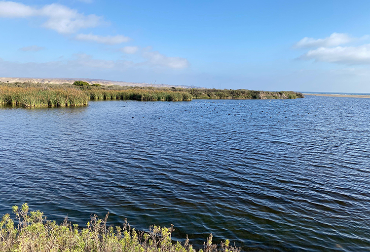 Desembocadura del Río Huasco es declarada humedal urbano: ya son 140 a nivel nacional