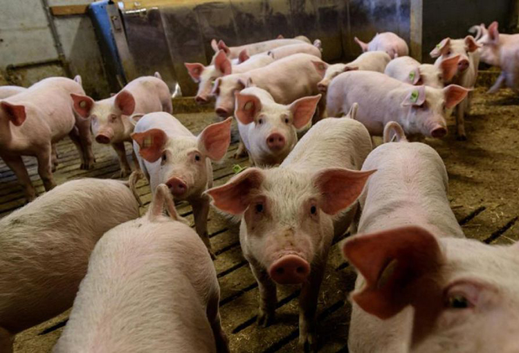 Tribunal Ambiental anuló sanción de la SMA contra plantel de cerdos en Paine