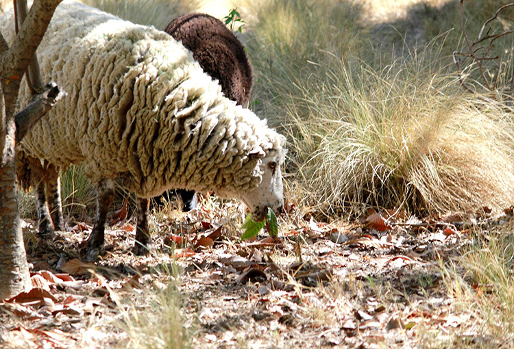 Entrenan ovejas y cabras para combatir los incendios forestales mediante el pastoreo