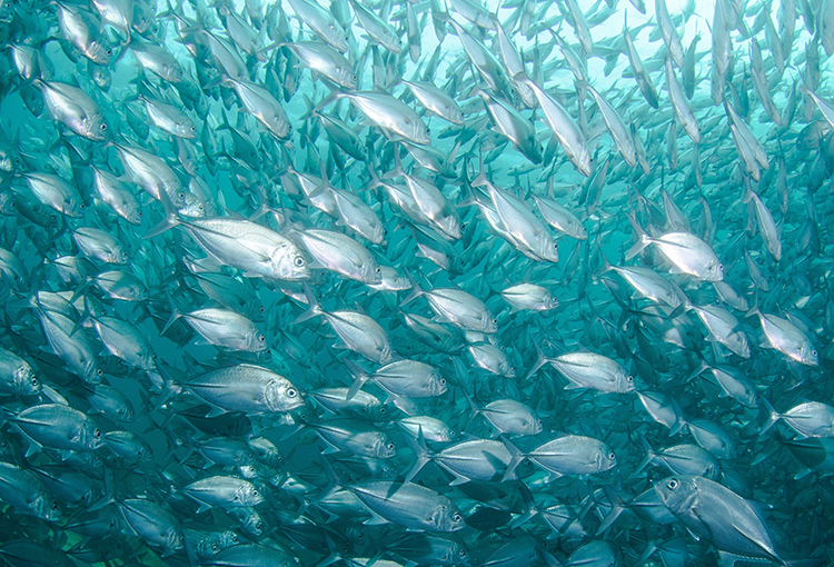 Chile y Perú protegerán los recursos marinos de la corriente de Humboldt