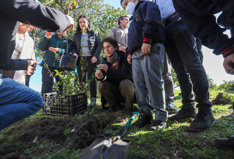 Plantan árboles nativos para restaurar ecosistema en Constitución