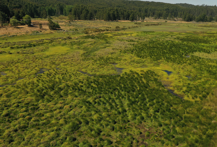Oficializan protección de dos nuevos humedales urbanos en el Biobío: ya suman 25 en la región