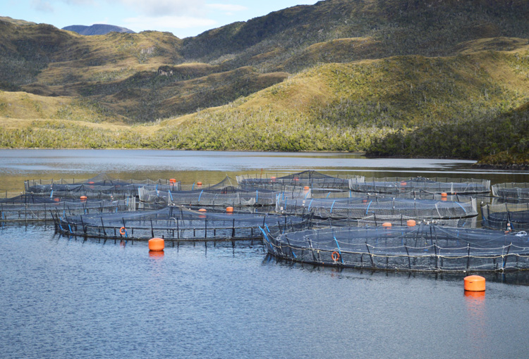 Implementan inédito sistema de seguimiento para evitar la sobreproducción de salmones