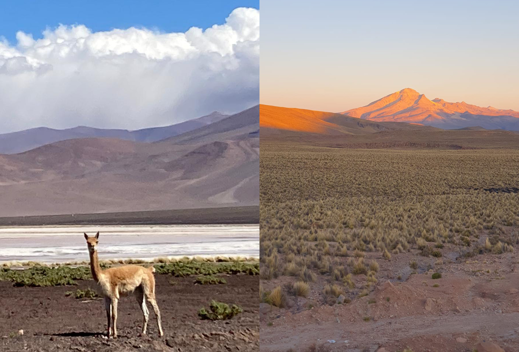 Enfrentando el Cambio Climático