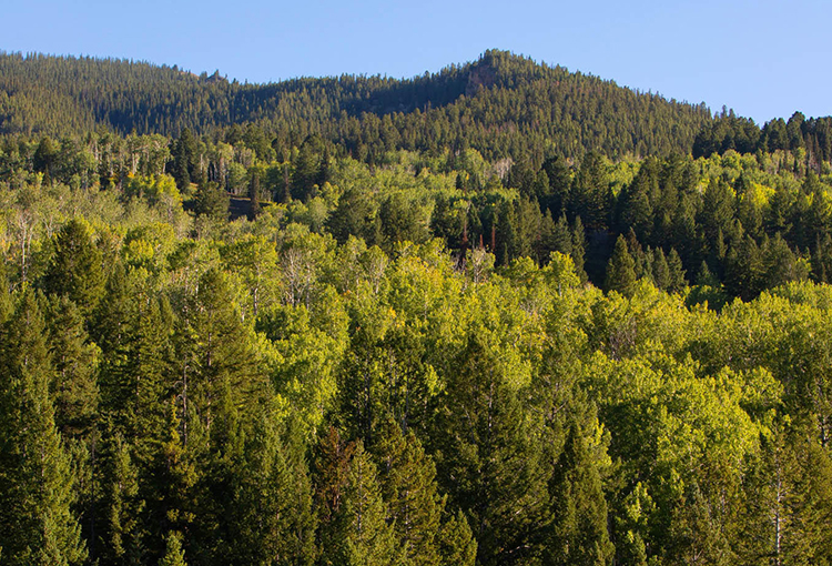 Impulsan investigación que apoya toma de decisiones para manejo sostenible de bosques