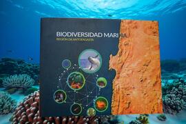 Región de Antofagasta: presentan estudio sobre la biodiversidad marina y presencia de metales