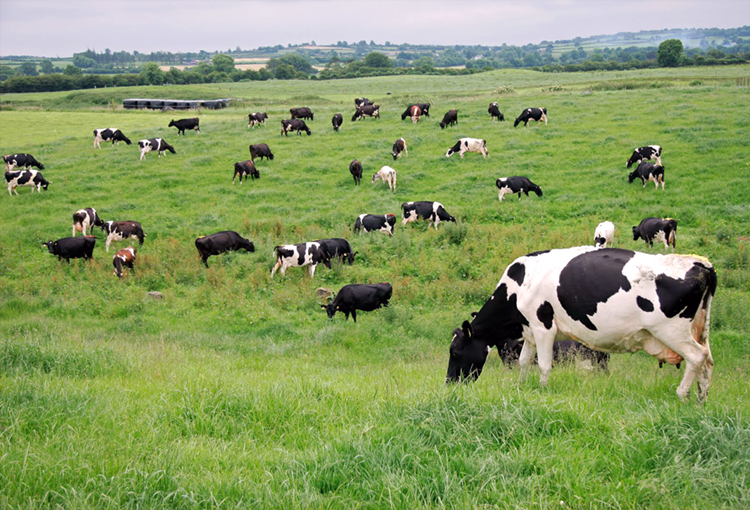 ¿Debemos disminuir el consumo de carne para reducir la huella de carbono?