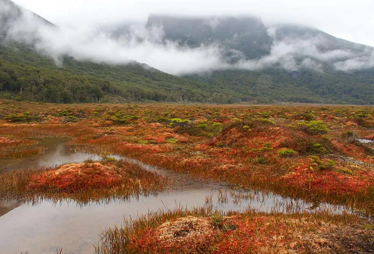 Patagonia chilena almacena casi el doble de carbono que los bosques de la Amazonía por hectárea