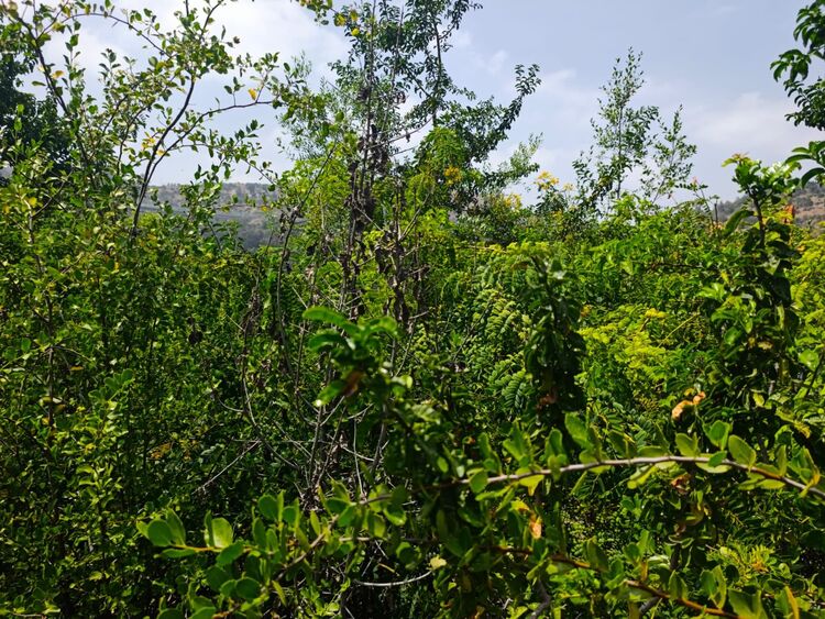 Publican estudio que cuestiona la evidencia científica de los “bosques de bolsillo”